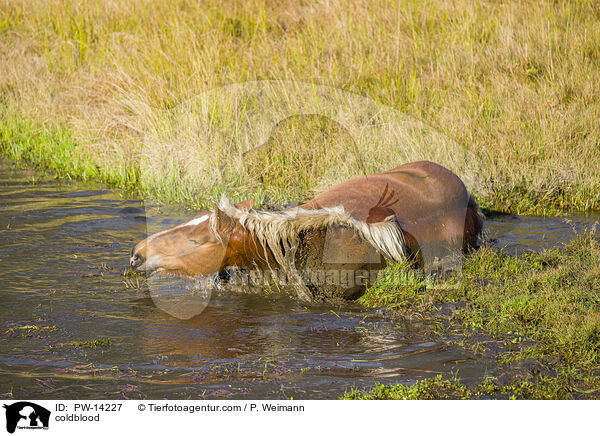 Kaltblut / coldblood / PW-14227