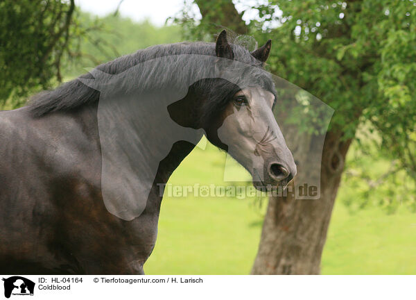 Kaltblut / Coldblood / HL-04164