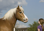 cold-blood horse