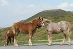 coldblood foals