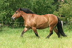 trotting coldblood
