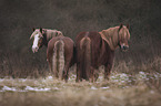 standing Heavy Horses