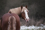 standing Heavy Horse