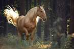 walking Heavy Horse