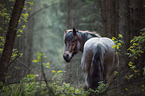standing Heavy Horse