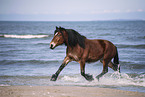 Coldblood on the beach