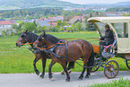 coldbloods in front of the carriage