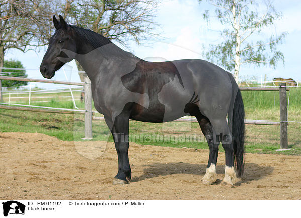 Schweres Warmblut / black horse / PM-01192