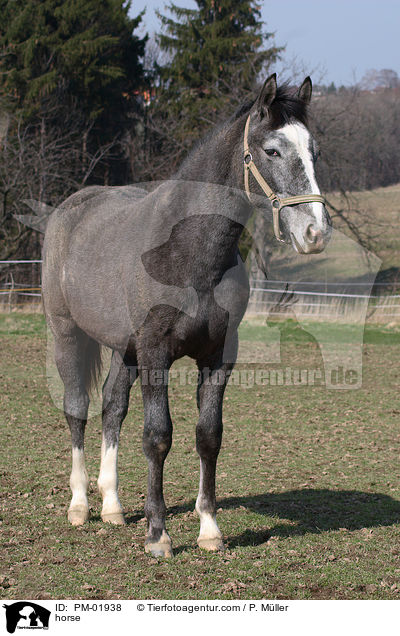 Schweres Warmblut / horse / PM-01938