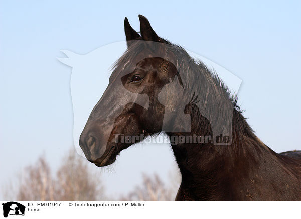 Schweres Warmblut / horse / PM-01947