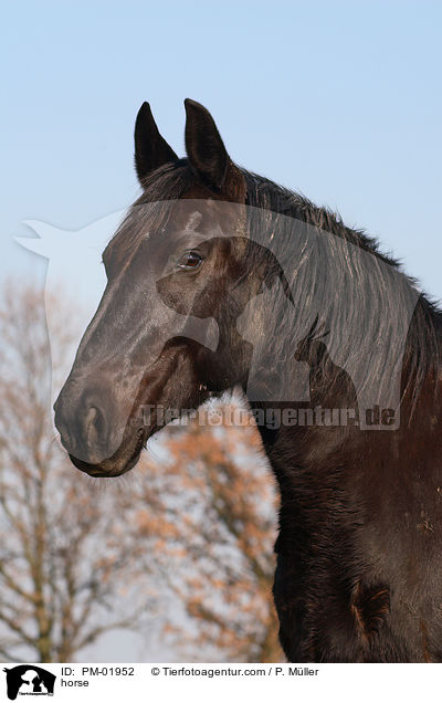 Schweres Warmblut / horse / PM-01952