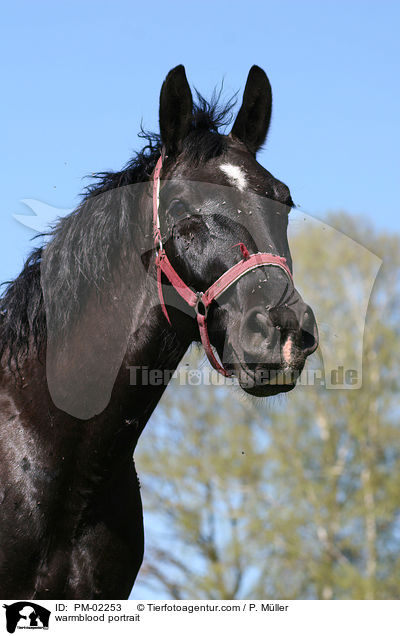 Schweres Warmblut Portrait / warmblood portrait / PM-02253