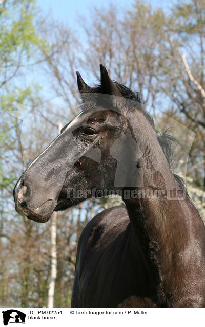 Schweres Warmblut / black horse / PM-02254