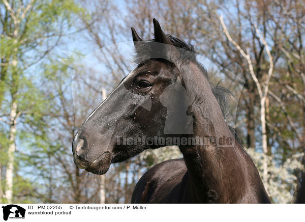 Schweres Warmblut Portrait / warmblood portrait / PM-02255