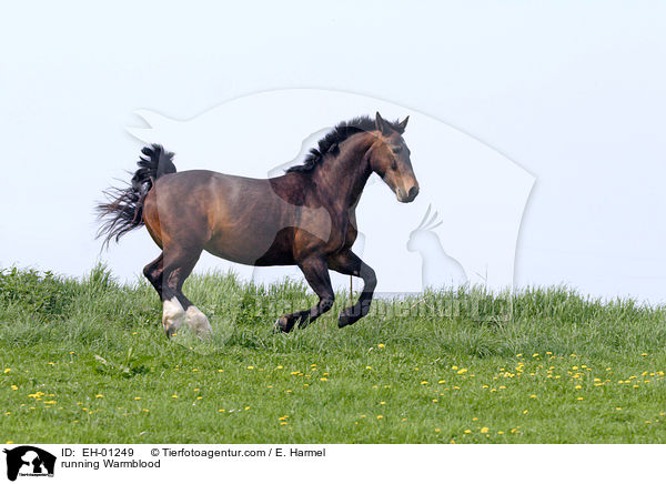 Schweres Warmblut / running Warmblood / EH-01249