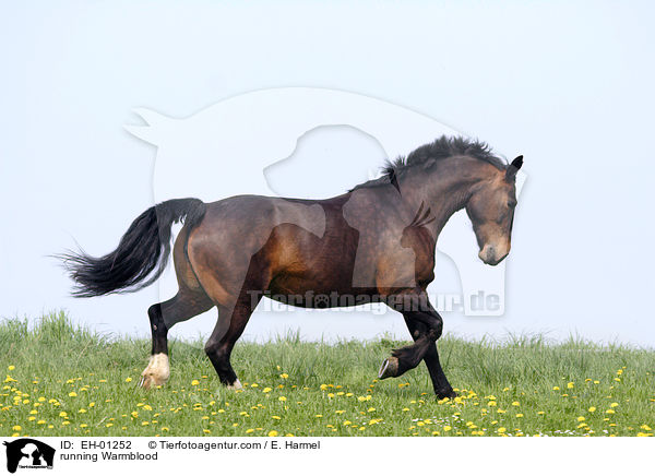 Schweres Warmblut / running Warmblood / EH-01252