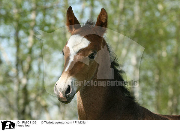 Schweres Warmblut Fohlen / horse foal / PM-03139