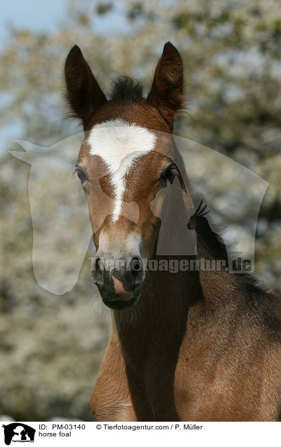 Schweres Warmblut Fohlen / horse foal / PM-03140