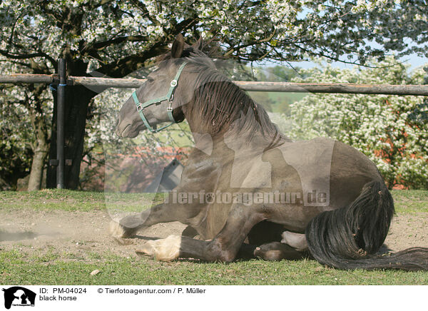 Schweres Warmblut / black horse / PM-04024