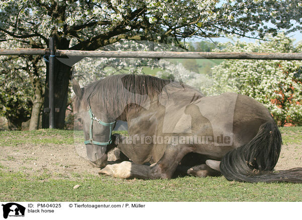 Schweres Warmblut / black horse / PM-04025