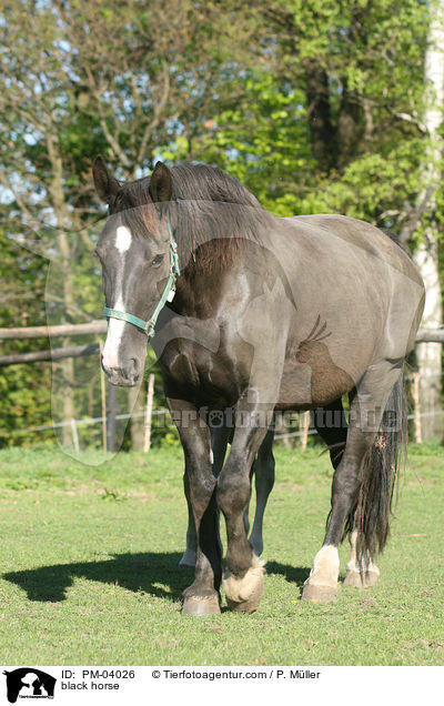 black horse / PM-04026