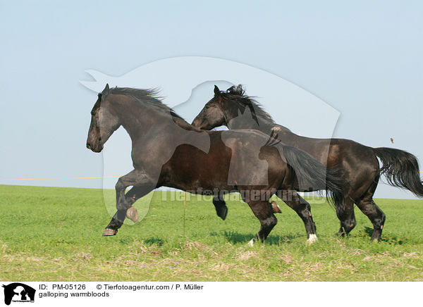 galoppierende Schwere Warmblter / galloping warmbloods / PM-05126