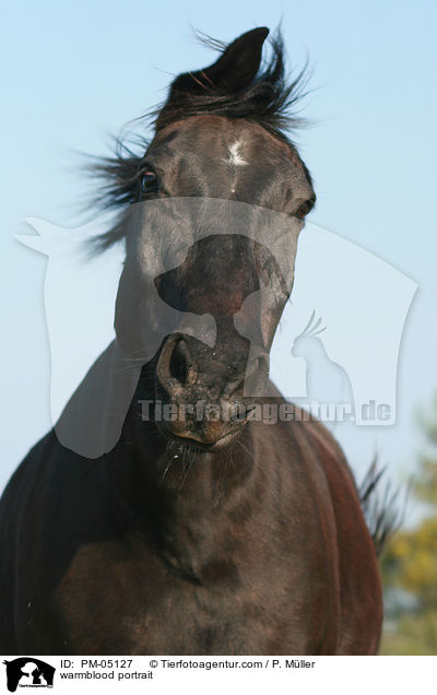 Schweres Warmblut Portrait / warmblood portrait / PM-05127