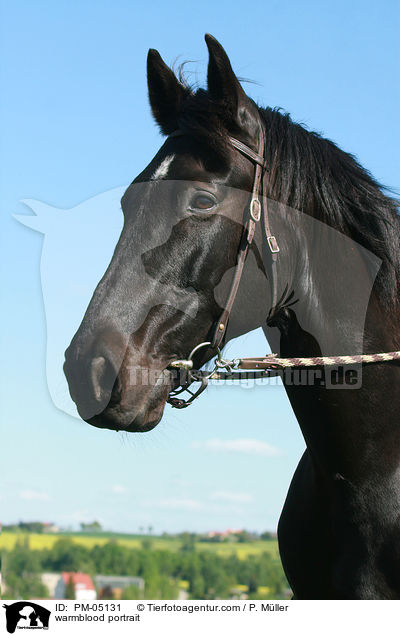 Schweres Warmblut Portrait / warmblood portrait / PM-05131