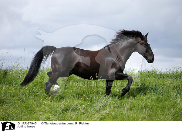 trabendes Schweres Warmblut / trotting horse / RR-37945