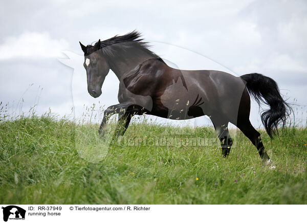 rennendes Schweres Warmblut / running horse / RR-37949