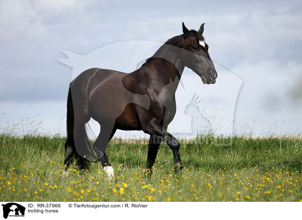 trabendes Schweres Warmblut / trotting horse / RR-37966