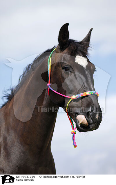 horse portrait / RR-37980