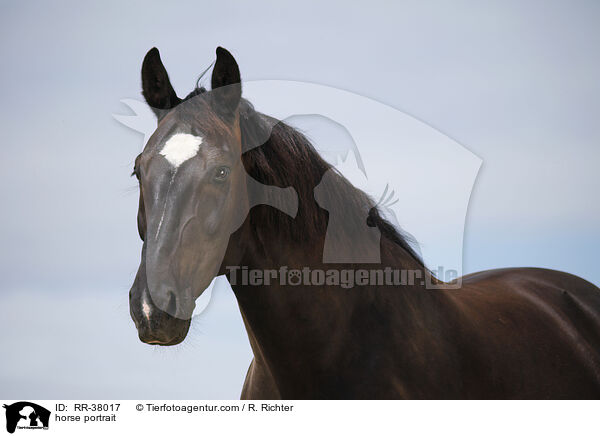 Schweres Warmblut Portrait / horse portrait / RR-38017