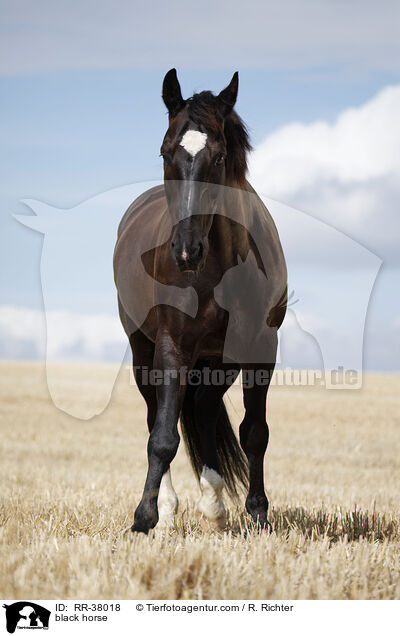 Schweres Warmblut / black horse / RR-38018