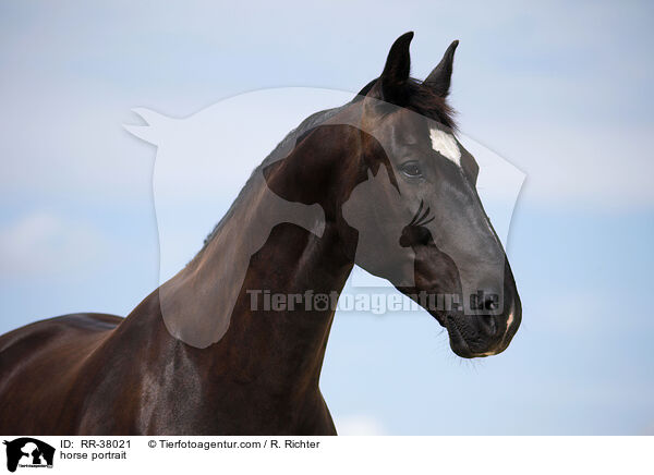 Schweres Warmblut Portrait / horse portrait / RR-38021