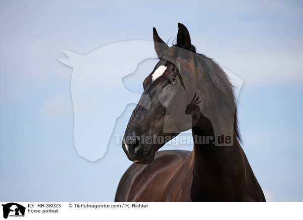 Schweres Warmblut Portrait / horse portrait / RR-38023