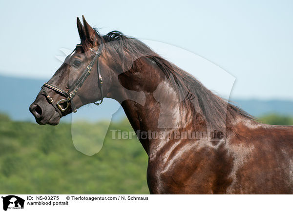 Schweres Warmblut Portrait / warmblood portrait / NS-03275