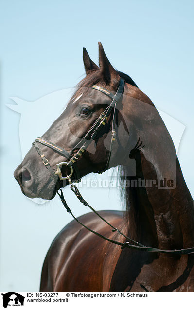 Schweres Warmblut Portrait / warmblood portrait / NS-03277