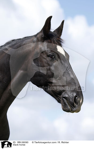 Schweres Warmblut / black horse / RR-39090