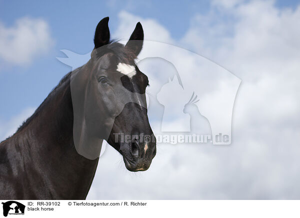 black horse / RR-39102
