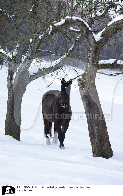 Schweres Warmblut / dark horse / RR-50488