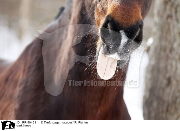 Schweres Warmblut / dark horse / RR-50491