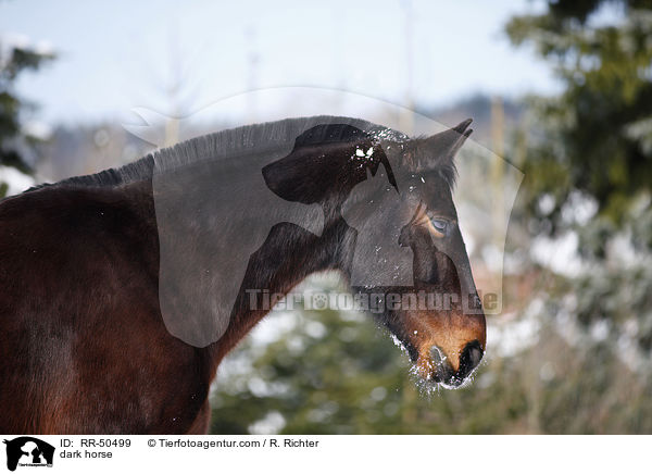 Schweres Warmblut / dark horse / RR-50499