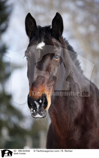 Schweres Warmblut / dark horse / RR-50506
