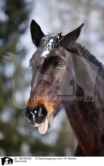 Schweres Warmblut / dark horse / RR-50508