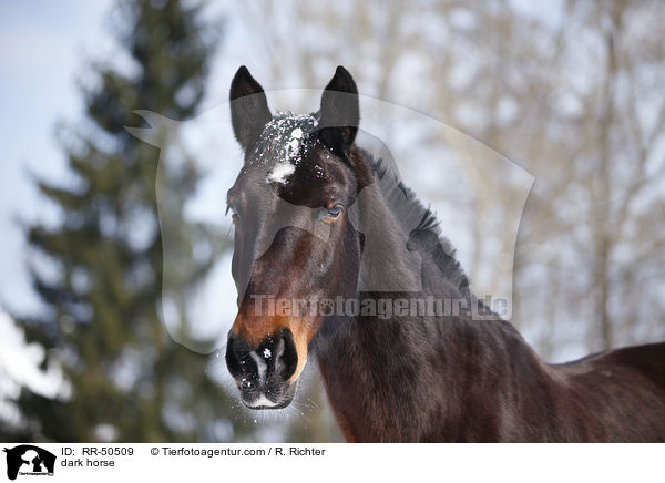 Schweres Warmblut / dark horse / RR-50509