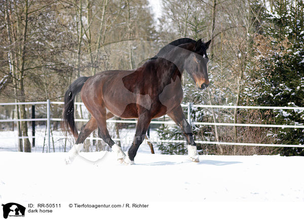 Schweres Warmblut / dark horse / RR-50511