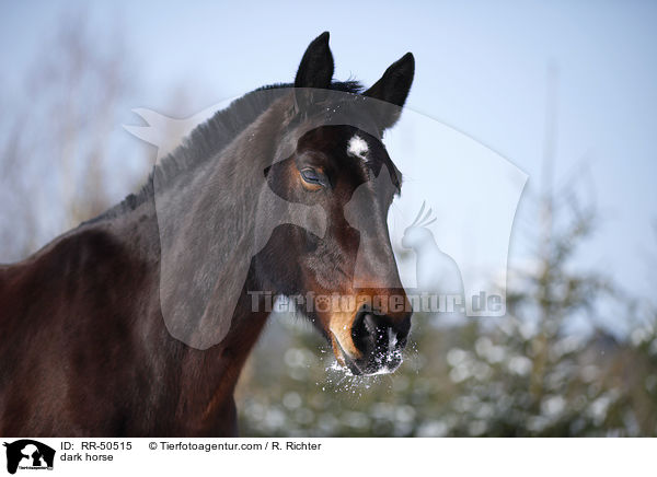 Schweres Warmblut / dark horse / RR-50515