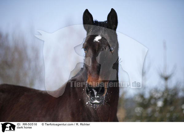 Schweres Warmblut / dark horse / RR-50516