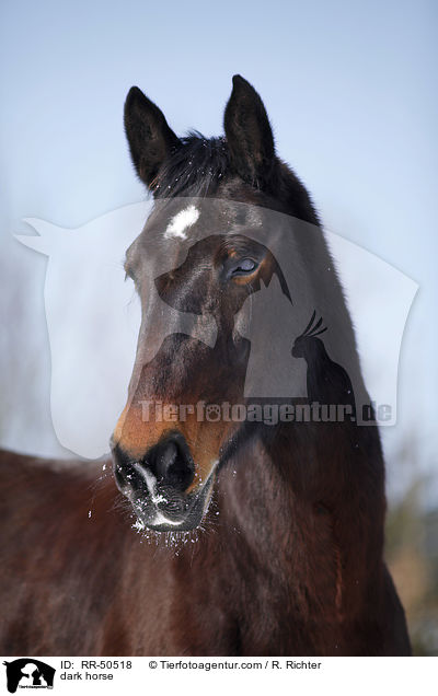 Schweres Warmblut / dark horse / RR-50518